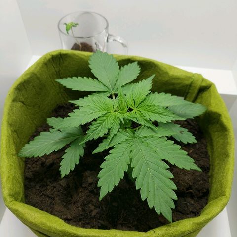 Californian Orange growlog timeline photo