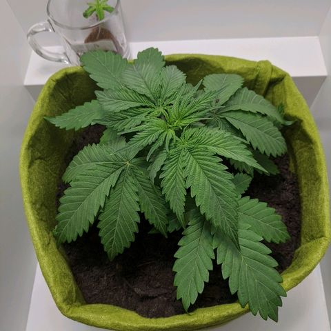 Californian Orange growlog timeline photo
