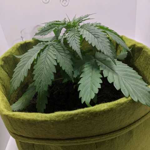 Californian Orange growlog timeline photo