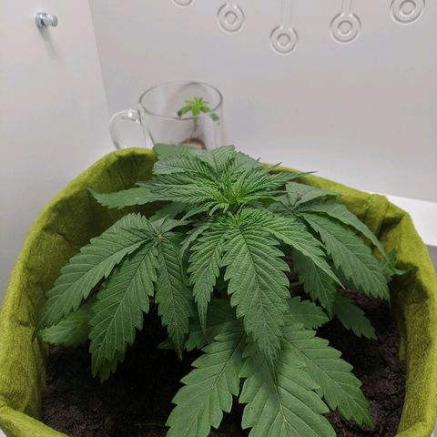 Californian Orange growlog timeline photo