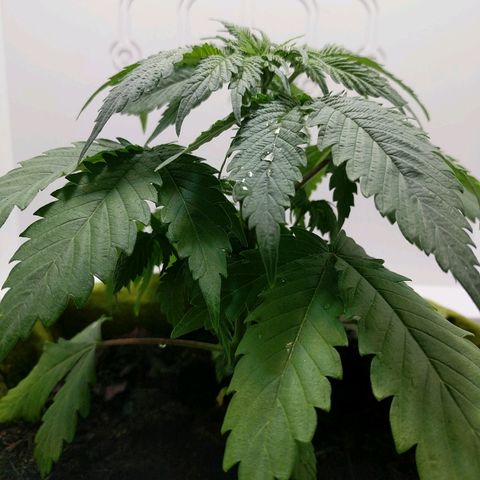 Californian Orange growlog timeline photo