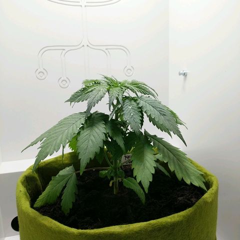 Californian Orange growlog timeline photo