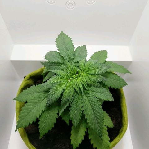 Californian Orange growlog timeline photo