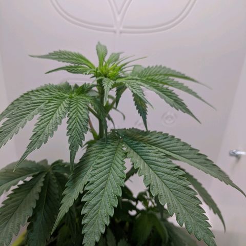 Californian Orange growlog timeline photo