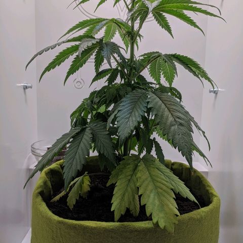 Californian Orange growlog timeline photo