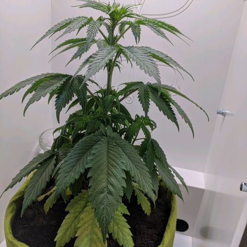 Californian Orange growlog timeline photo