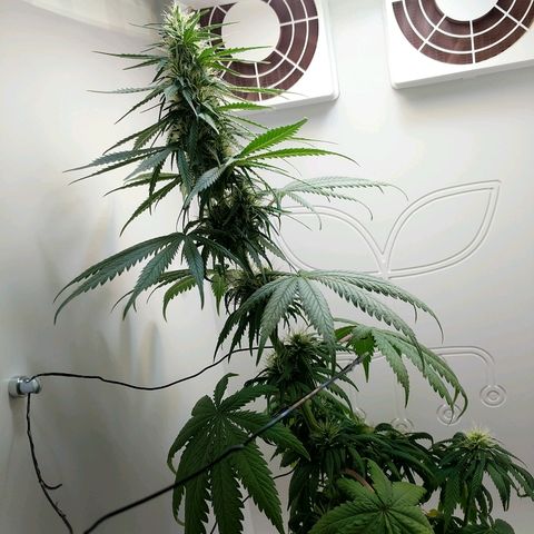 Californian Orange growlog timeline photo