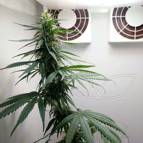 Californian Orange growlog timeline photo
