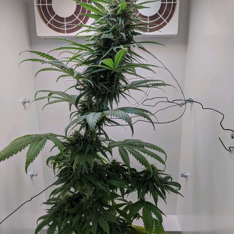 Californian Orange growlog timeline photo