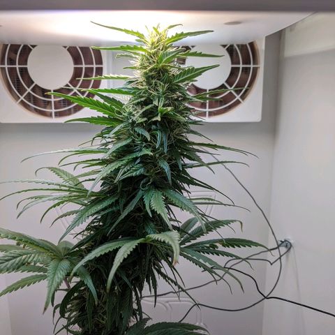 Californian Orange growlog timeline photo