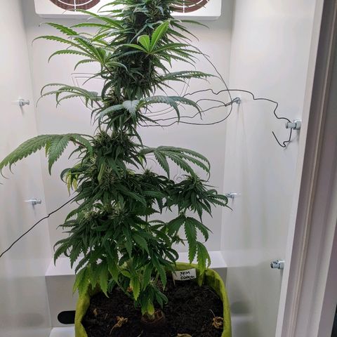 Californian Orange growlog timeline photo