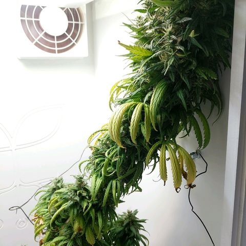 Californian Orange growlog timeline photo