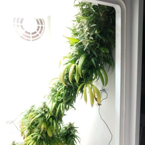 Californian Orange growlog timeline photo