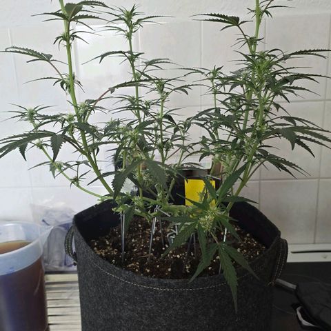 Auto White Widow growlog photo: 1. Blütewoche vorbei