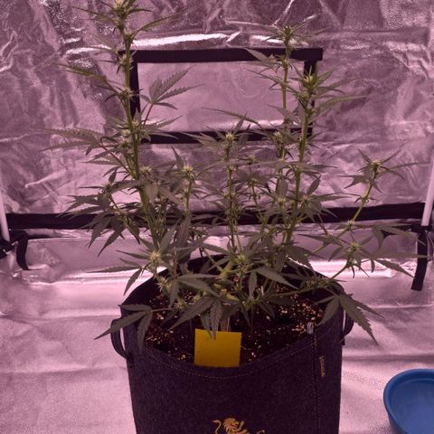 Auto White Widow growlog timeline photo