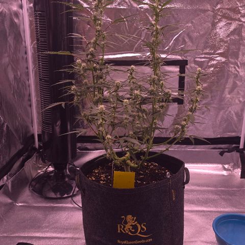 Auto White Widow growlog photo: 2. Blütewoche vorbei