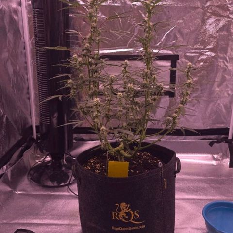 Auto White Widow growlog timeline photo