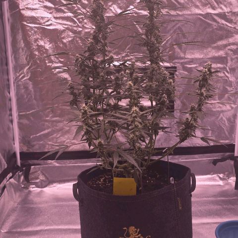 Auto White Widow growlog photo: 3. Blütewoche vorbei 