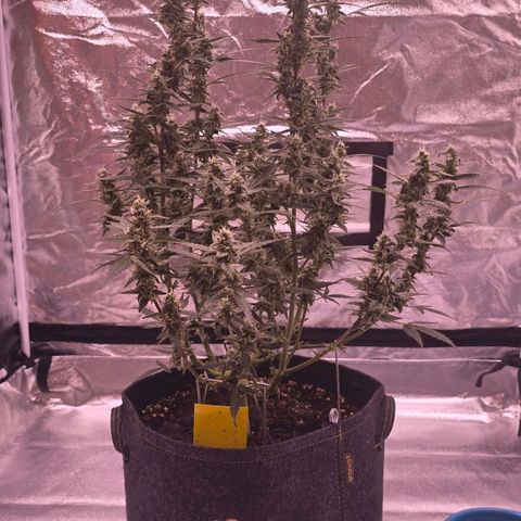 Auto White Widow growlog timeline photo