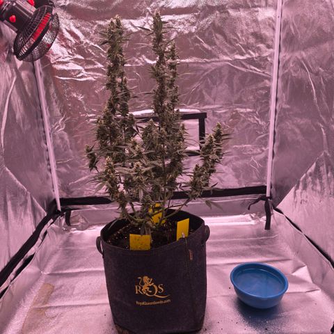 Auto White Widow growlog photo: 5. Blütewoche vorbei 