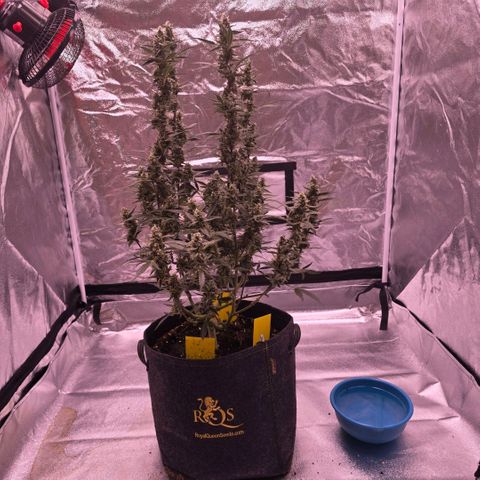 Auto White Widow growlog timeline photo