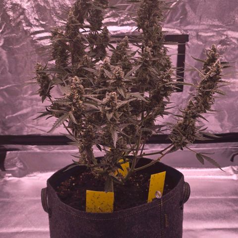Auto White Widow growlog photo: 6. Blütewoche vorbei 