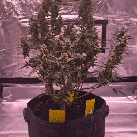 Auto White Widow growlog timeline photo