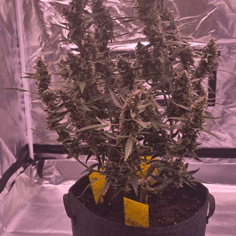 Auto White Widow growlog photo: 7. Blütewoche vorbei 