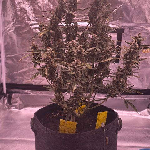 Auto White Widow growlog photo: 8. Blütewoche vorbei 