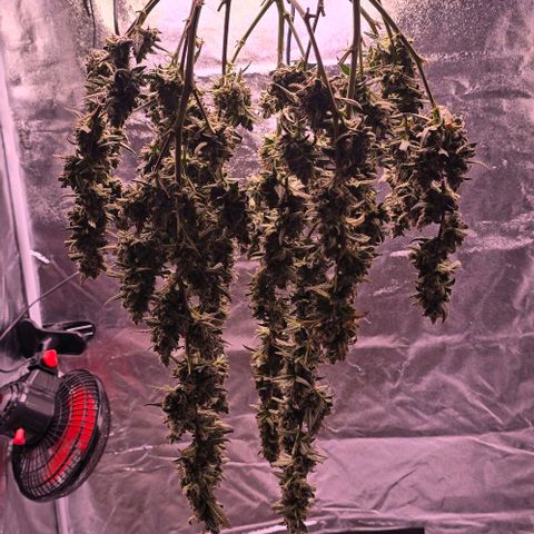 Auto White Widow growlog photo: Trocknung beginnt
