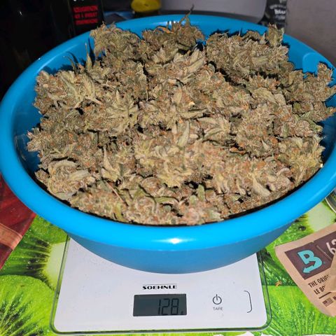 Auto White Widow growlog photo: Gesammtausbeute