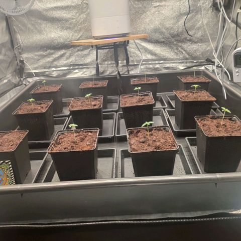 Sweet Amnesia Haze growlog timeline photo