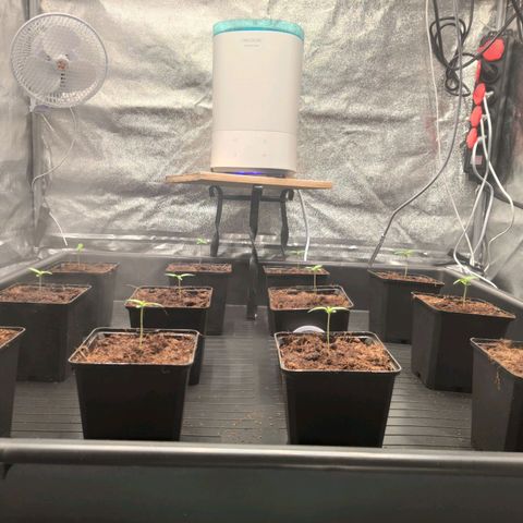 Sweet Amnesia Haze growlog timeline photo