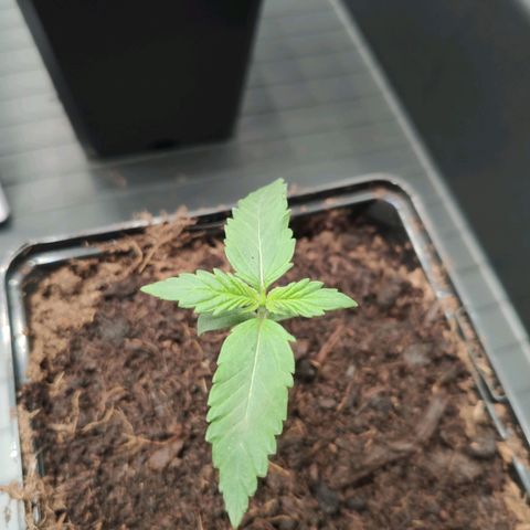 Sweet Amnesia Haze growlog timeline photo