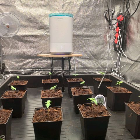 Sweet Amnesia Haze growlog timeline photo