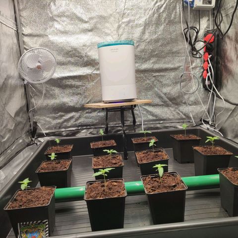 Sweet Amnesia Haze growlog timeline photo