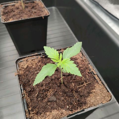 Sweet Amnesia Haze growlog timeline photo