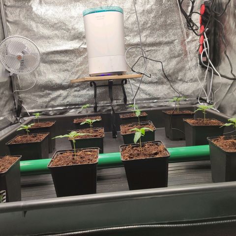 Sweet Amnesia Haze growlog timeline photo