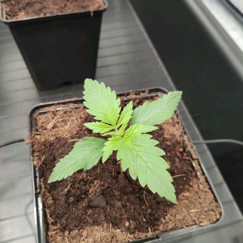 Sweet Amnesia Haze growlog timeline photo