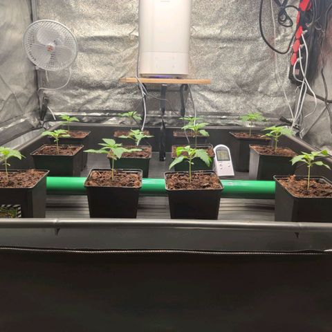 Sweet Amnesia Haze growlog timeline photo