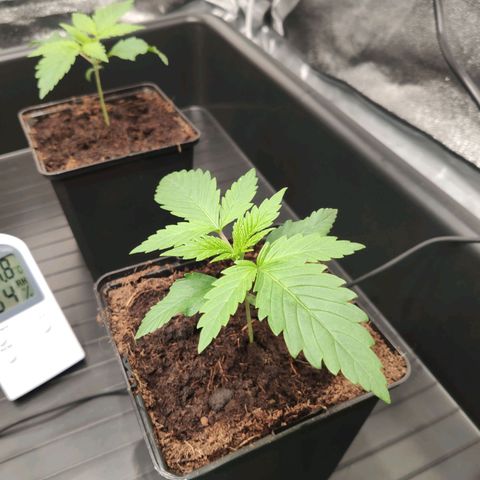 Sweet Amnesia Haze growlog timeline photo