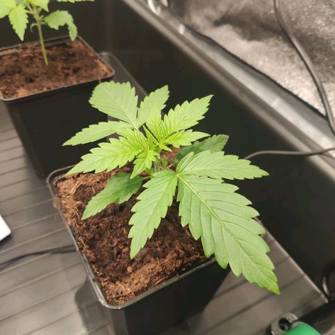 Sweet Amnesia Haze growlog timeline photo