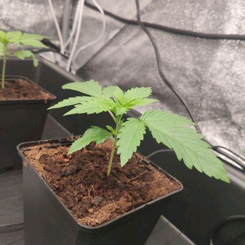 Sweet Amnesia Haze growlog timeline photo
