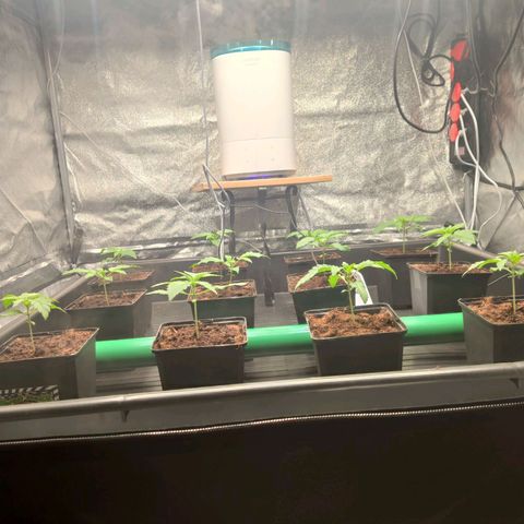 Sweet Amnesia Haze growlog timeline photo