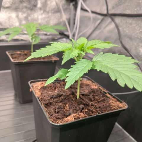 Sweet Amnesia Haze growlog timeline photo