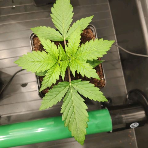 Sweet Amnesia Haze growlog timeline photo