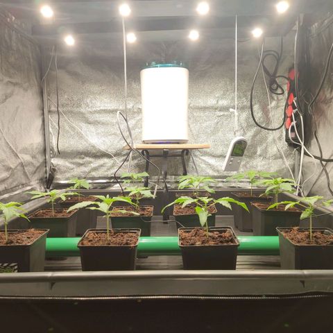 Sweet Amnesia Haze growlog timeline photo