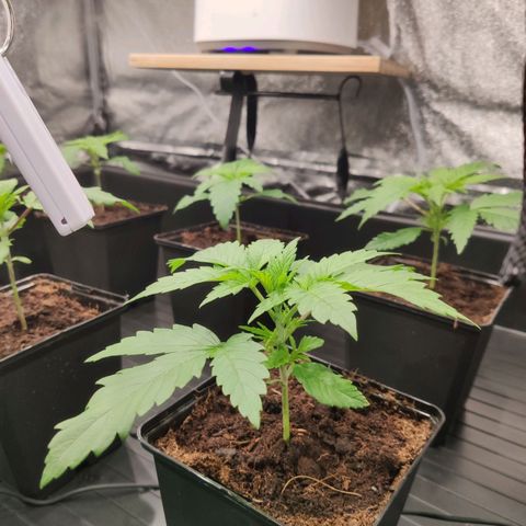 Sweet Amnesia Haze growlog timeline photo