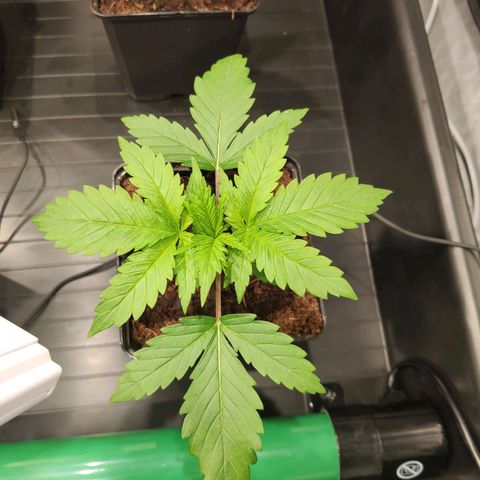 Sweet Amnesia Haze growlog timeline photo