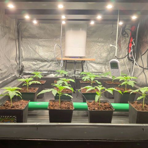Sweet Amnesia Haze growlog timeline photo